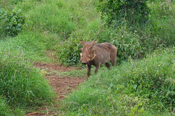 Kenya - Nairobi - Warthog