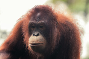 Obraz premium Orangutan at Camp Leakey rehabilitation Center