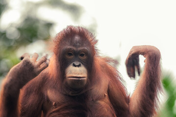 orangutan posing for a closeup portrait, cloudy sky background, rainy day