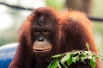 Orangutan ( Orangutan Kalimantan ) - close up details of the Kalimantan orangutan, orangutans in the wild.