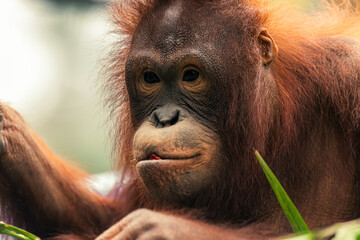 Borneo orangutan, Pongo pygmaeus is an native orangutan species in the island of Borneo.