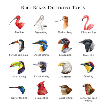 Bird beaks different types illustration set. Hand drawn various bird beak set sorted by feeding type. Beautiful birds with different bills collection. Big colorful table for nature study, teaching