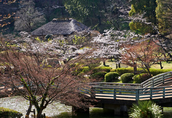 薬師池公園, 春