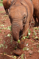 Kenya - Nairobi - Elephant
