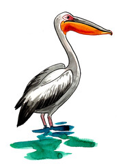 Fototapeta premium Pelican bird standing in water. Ink and watercolor drawing