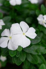 exotic Gardenia jasminoides flower with green leaves. commonly found in tropical countries. easy plant to grow