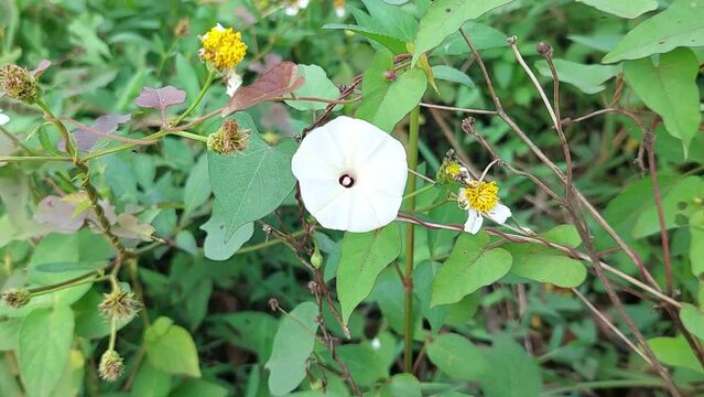 Ipomoea obscura flower is swaying in the wind