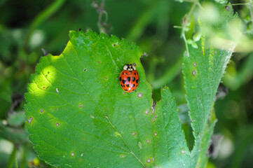 Ladybug stopped on a leaf which has been eaten by insects