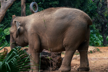 Elephant enjoying his envirement in Chimelong Safari park. Amazing photograph of elephant playing in the zoo Background or high resolution image. Elephant promotion.