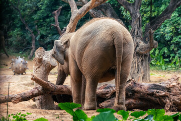 Elephant in captivity in a zoo in Guatemala City called La Aurora, caged space, limitation of...