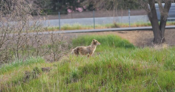 Coyote in a grassy field in front of a highway and people in slow motion 