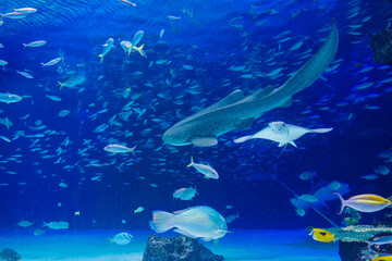 Obraz na płótnie Canvas 水族館　水槽の中を泳ぐ魚たち