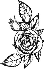 Anne Harkness rose png.Beautiful flower on transparent background.