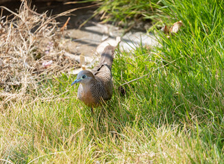 A zebra dove, or barred ground dove, is a brown and black bird roaming the grass looking for food. The barred dove is a small bird with a beautiful song.