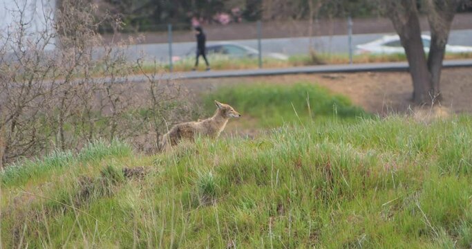 Coyote in a grassy field in front of a highway and people in slow motion 