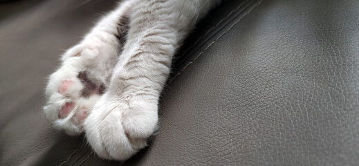 White cat paws together on a grey leather couch
