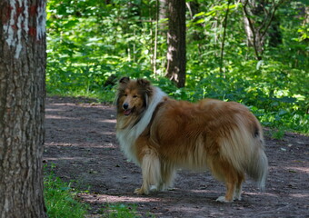 A shaggy collie dog on a forest path. Moscow region. Russia