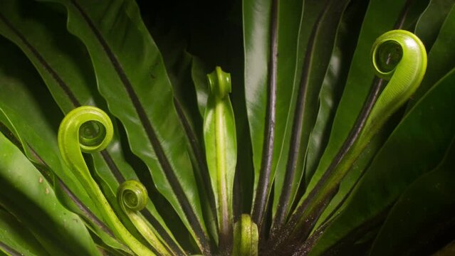 Multiple energetic fonds unfurl.  Green birds nest new growth time lapse.