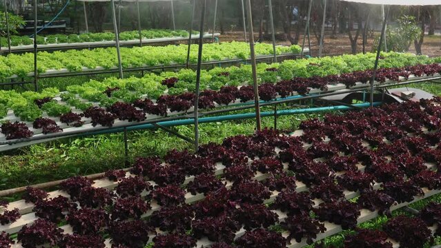 Organic farm , red and green salad plantation,