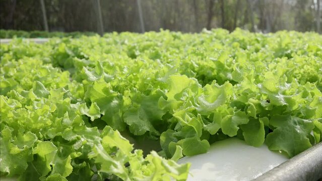 Organic farm , red and green salad plantation,