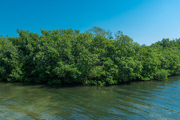 Mangrove zone at Tajamar pier, in Cancun, Mexico