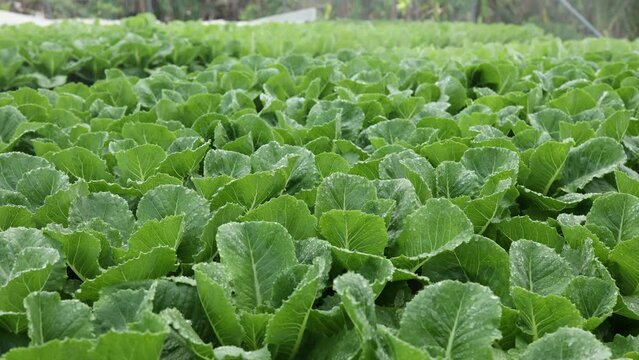 salad farm , Organic splashing salad plantation