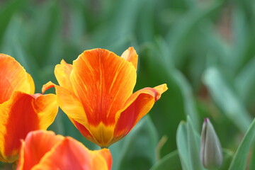 色とりどりに咲き誇る赤白黄色