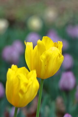 色とりどりに咲き誇る赤白黄色