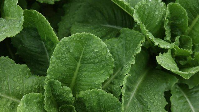 salad farm , Organic splashing salad plantation