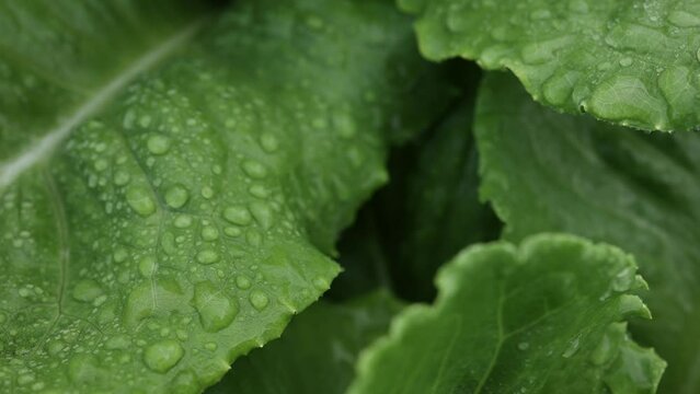 salad farm , Organic splashing salad plantation