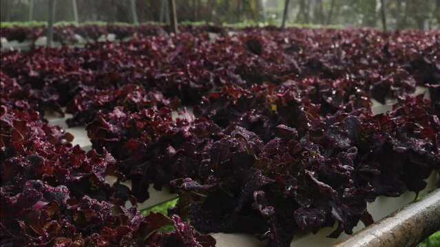 Organic farm , red and green salad plantation,