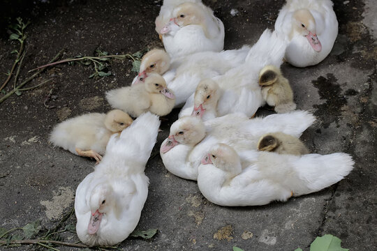 A number of young muscovy ducks resting in rearing pens. This duck has the scientific name Cairina moschata.