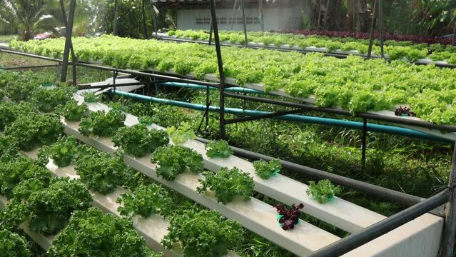 Organic farm , red and green salad plantation,