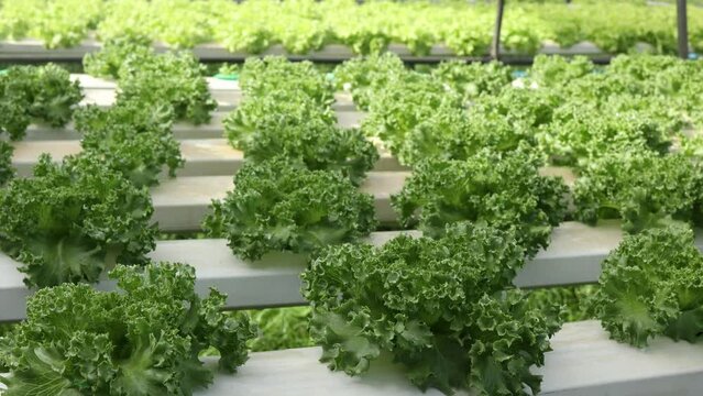 Organic farm , red and green salad plantation,