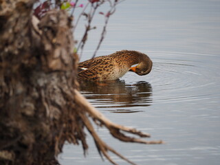 "Putzige"  Ente versteckt sich hinter einem Baumstupf