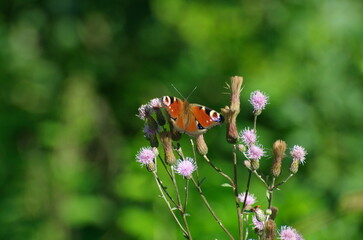 Peacock butterfly on pink flowers on a summer morning. Moscow region. Russia