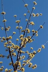 庭のサンシュウユ