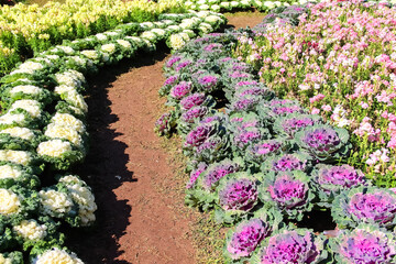 Brassica oleracea or pink purple cabbage growing decorative in flower garden background