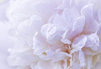 White peony flower petals. Macro floral background for holiday brand design