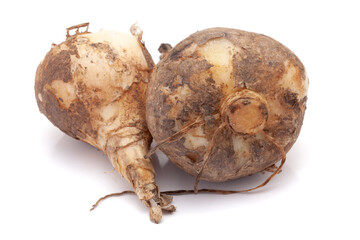 Closeup of Wild onion or Indian squill (Drimia indica), isolated on white background.
