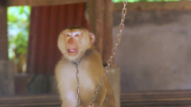 Captive chained sad monkey yawns in a growling manner.  Slow motion slave macaque chained up in South East Asia..