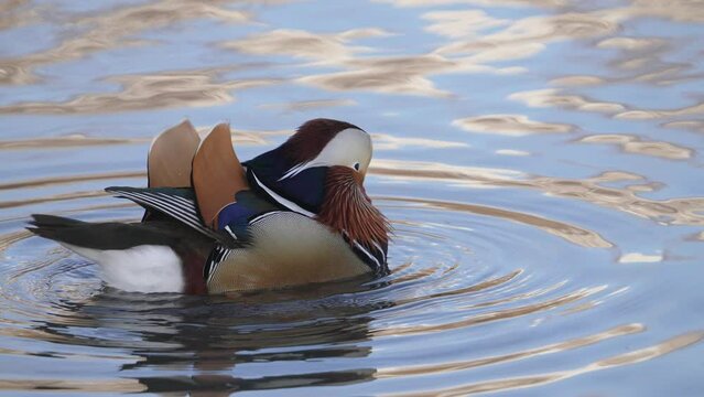 Mandarin Duck trying to capture the attention of a hen wagging its tail and jumping its body.