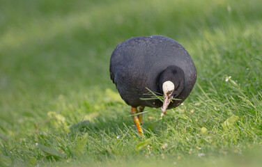 Eurasian coot - adult bird in spring