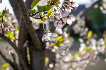 午後の桜
