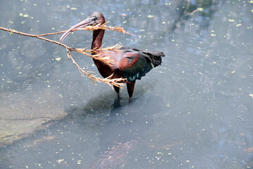 the glossy ibis is a Large, long-legged wading bird with a football-shaped body and a long curved...