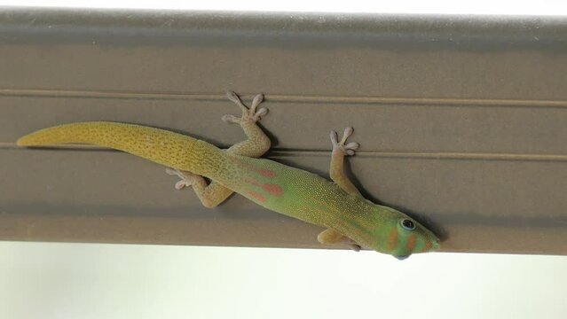 lizard on a branch Gecko