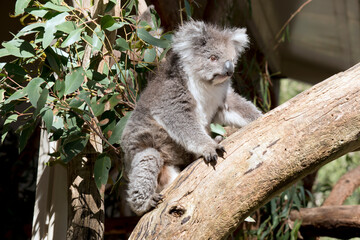 the koala is climbing up a eucalyptus tree