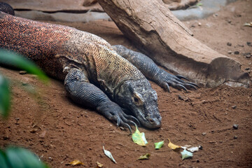 this is a close up of a komodo dragon