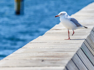 One Legged Gull