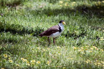 the masked lapwing is walking across a field